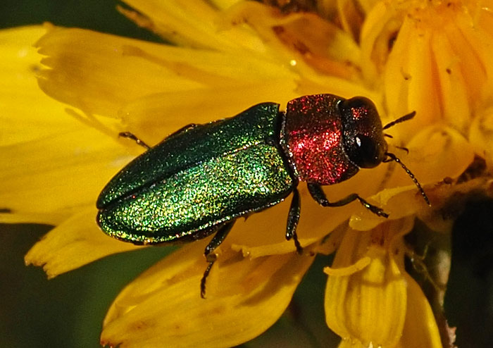 Zierlicher Prachtkäfer, Anthaxia nitidula